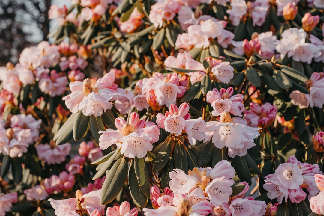 pflegeanleitung für rhododendren: tipps zur richtigen bewässerung, düngung und schnitt, damit ihre rhododendron-pflanzen gesund und blühfreudig bleiben.