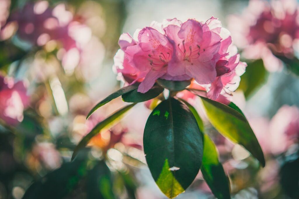 erfahren sie, wie sie rhododendren richtig pflegen, inklusive optimaler standortwahl, bewässerung und düngung für gesunde und blühfreudige pflanzen.