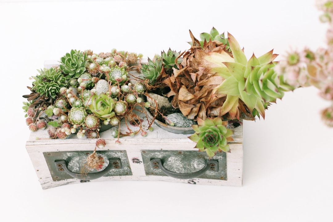 sedum ist eine robuste und pflegeleichte pflanze, ideal für garten und dachbegrünung. entdecken sie vielfältige arten und ihre vorteile.