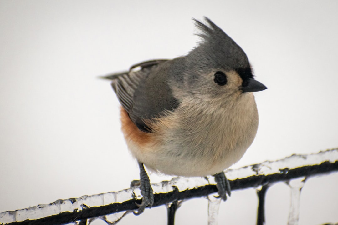 entdecken sie titmice, kleine lebhafte vögel, die für ihre energie und ihr angenehmes zwitschern bekannt sind. erfahren sie mehr über ihre lebensweise und ihren lebensraum.