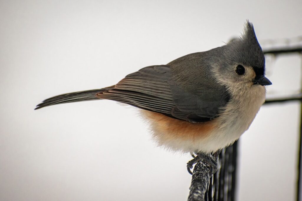 entdecken sie die faszinierende welt der titmice – kleine, lebhafte vögel mit einzigartigen merkmalen und verhaltensweisen.