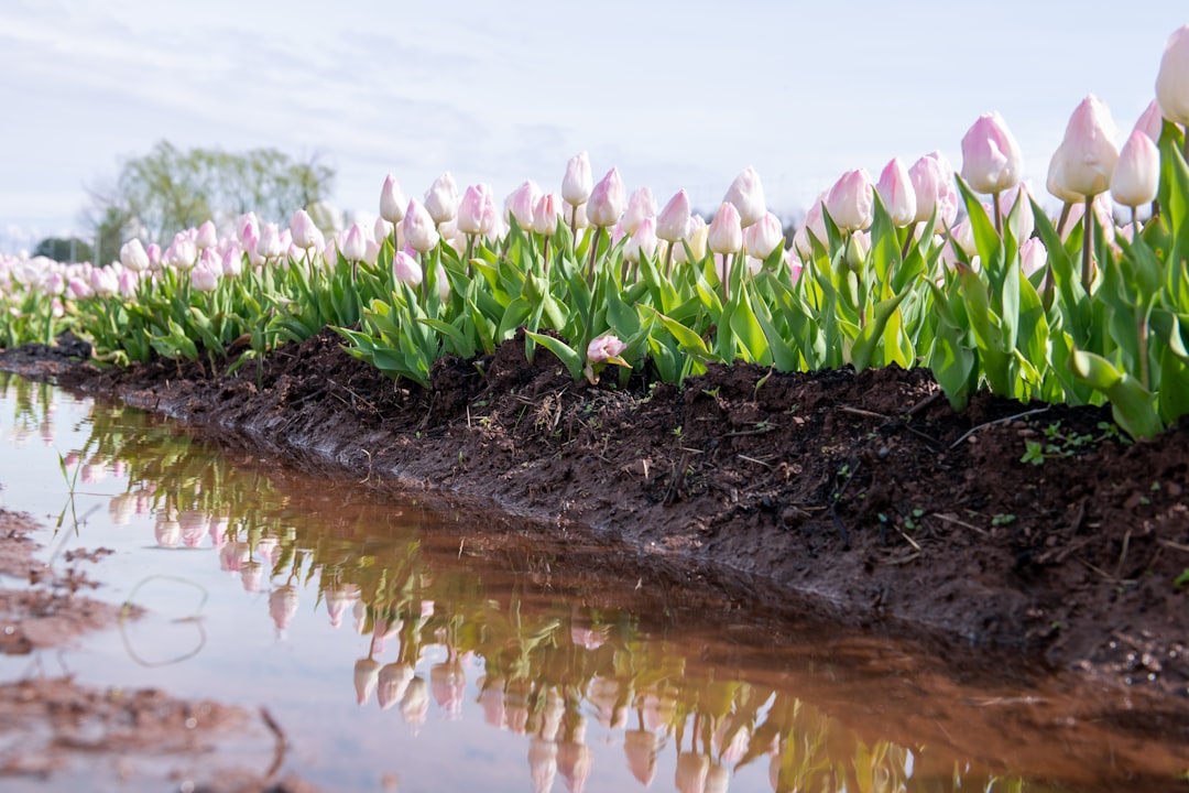 erfahren sie, wie sie tulpen richtig pflanzen und pflegen, um wunderschöne blüten in ihrem garten zu genießen.