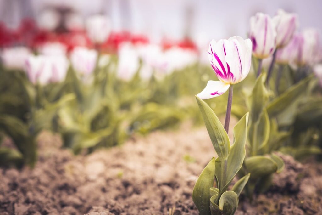 erfahren sie, wie man tulpen richtig pflanzt und pflegt, um wunderschöne, gesunde blumen in ihrem garten zu genießen.